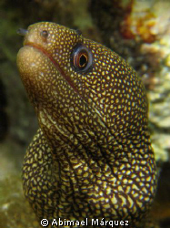 Moray, Cozumel. by Abimael Márquez 